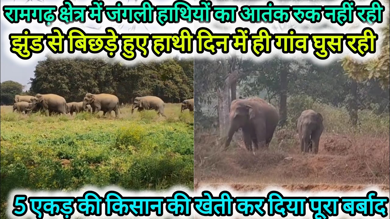 रामगढ़ क्षेत्र में जंगली हाथियों का आतंक थम नहीं रही | झुंड से बिछड़े हाथी लोगो पे अचानक अटैक कर रही