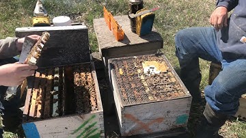 Catching queens in the Twin Hives