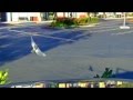 Western Bluebird hovering like a hummingbird - Laguna Niguel California Western Bluebird hovering like a hummingbird - Laguna Niguel California