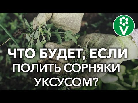 Видео: Убивает ли уксус лютиков?