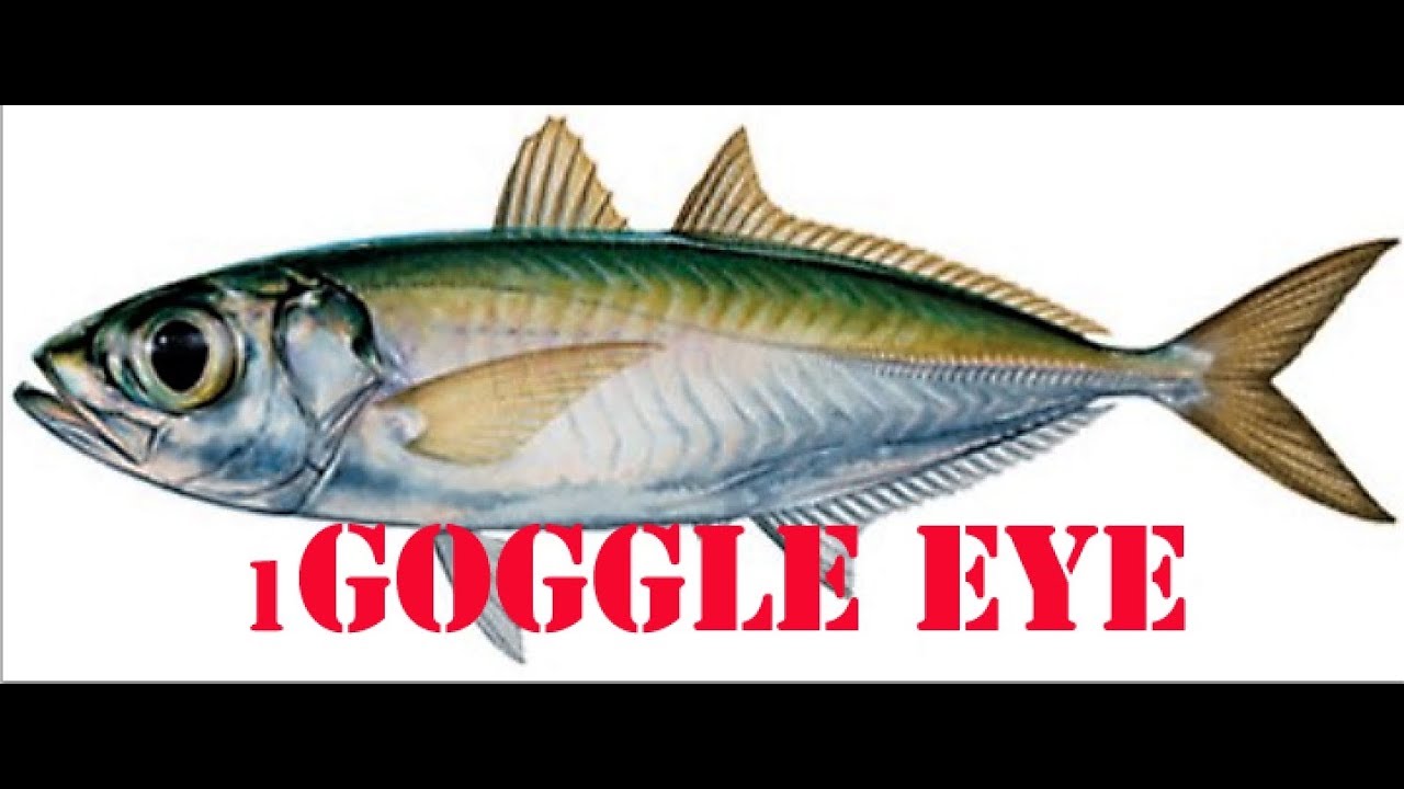 How To Catch Goggle Eye, gog's bait ,.dania Offshore kayak Fishing 