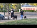 Husky/lab mix Before and After Video Best Dog Training in Portland Oregon Husky/lab mix Before and After Video Best Dog Training in Portland Oregon