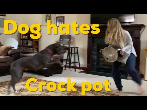 dog-hates-crock-pot!!-pit-bull-barking!!