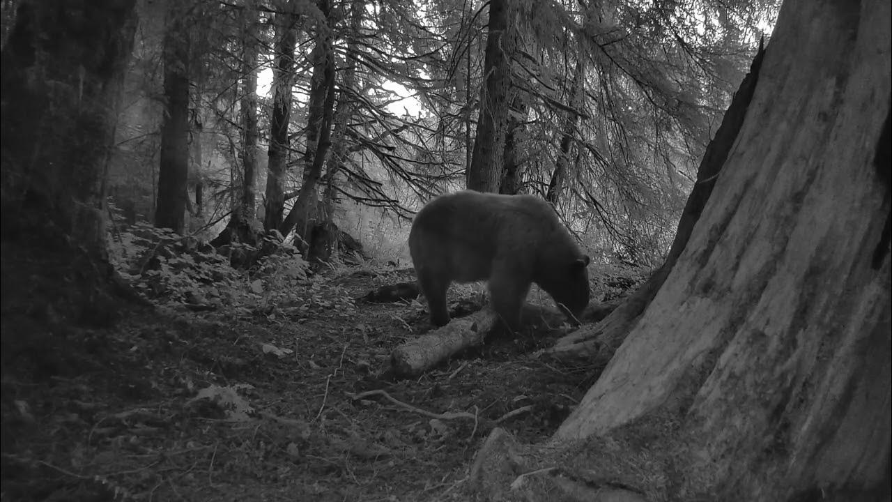 Blaze Trail Camera Bear rubbing tree early in the morning. YouTube