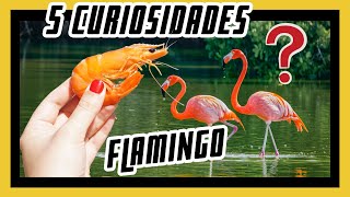 5 curiosidades interessantes sobre os Flamingos