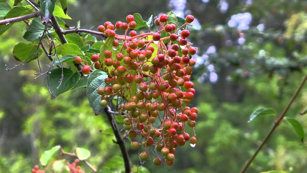 Quarryhill Botanical Garden Early Fall Ernesto Cortazar