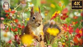 CUTEST SMALL ANIMALS 4K(60FPS)🌿 NATURAL Sound & Music for Relax/Sleep/Focus | #CutiePieces