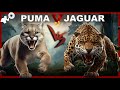 Puma VS Jaguar, una lucha de titanes americanos,  "QUIÉN GANARIA LA BATALLA"