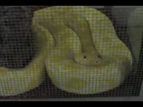 backlash winner new snake