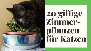 20 giftige Zimmerpflanzen für Katzen  Vorsicht Katzenbesitzer!