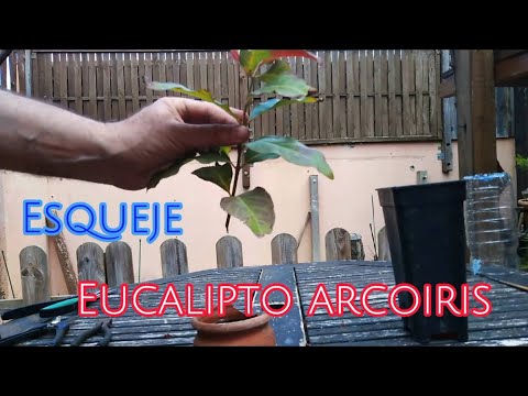 Video: Propagación de eucalipto: cultivo de semillas y enraizamiento de esquejes de eucalipto