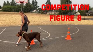 Train Your Dog for Better Scores on Competition Figure 8