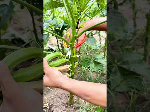 Harvesting Okra Tender Nutritious And Great For Digestion 