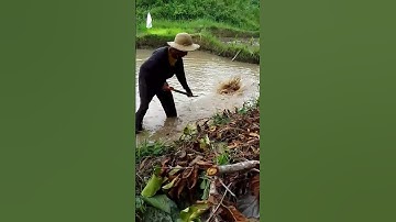 preparing my rice field#shorts#satisfyingvideo