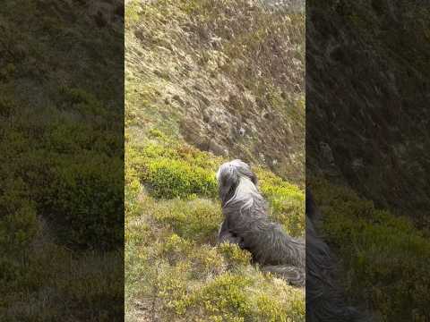 Always going somewhere! #hikingwithdogs #northwales #beardedcollie #mountainscenery #shorts