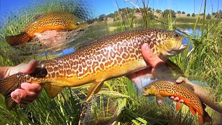 SLAYING BIG BROOK & TIGER TROUT at a MOUNTAIN LAKE!! (Fly Fishing)