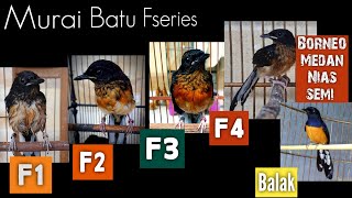 MURAI BATU SERI F1,F2,F3,F4. Ring PBI silver #_Borneo#_Medan#_Nias#Semi_Import_Balak Hasil silangan.