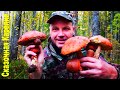 Съедобные грибы в лесу в октябре 2019! Сбор грибов осенью в Карелии. Грибы 2019. Забота о животных.