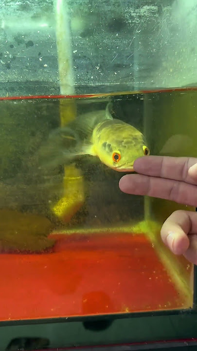 https://vt.tiktok.com/ZSB8s89N2/ #cabaymau #guppy #channa #aquarium #caloc #caloccanh #cacanh