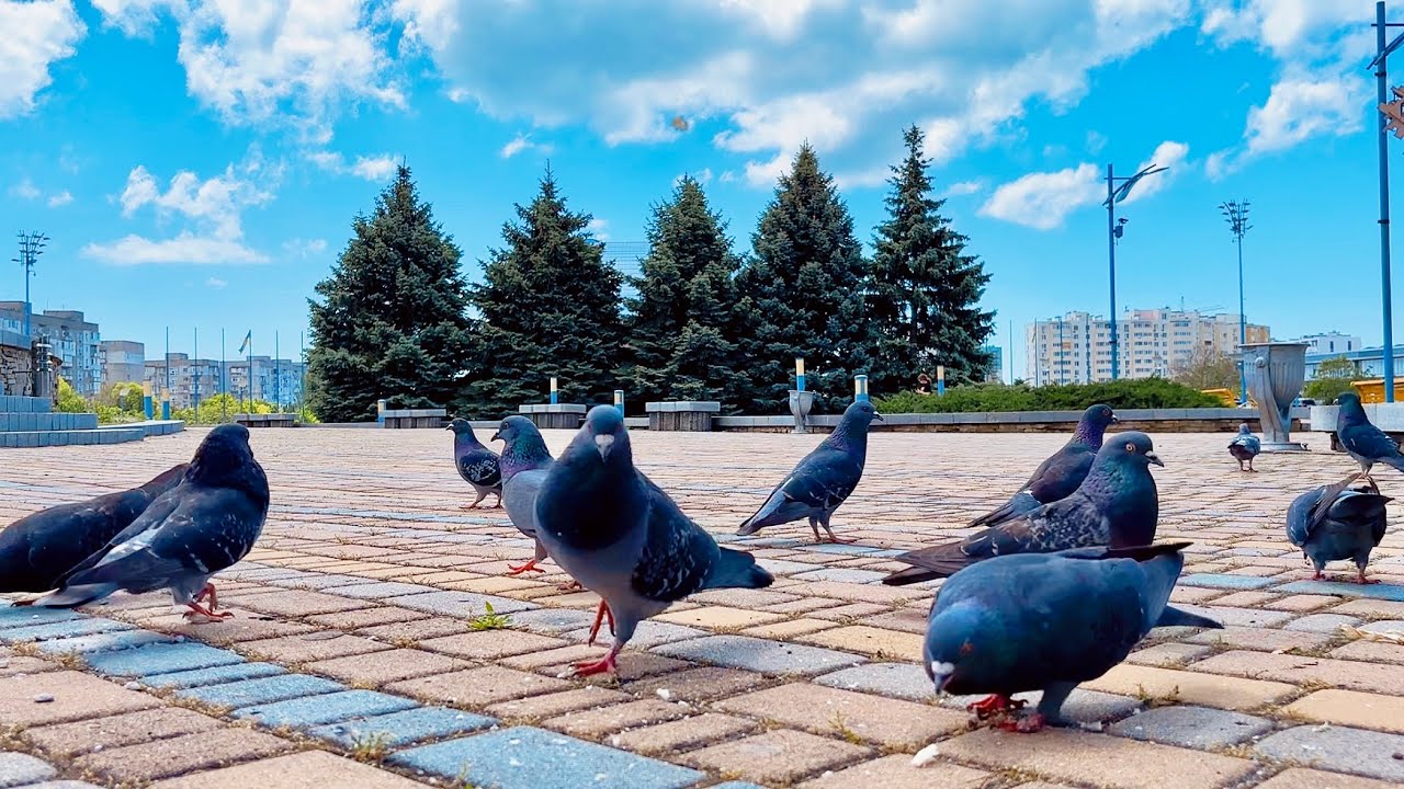 ASMR Birds & Nature Sounds 30 Minutes of Peaceful Relaxation 🪶