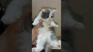 Eid Offer Persian kitten For Sale #shorts #catlover #pets by persian cat Gujranwala 116 views 1 month ago 1 minute, 37 seconds