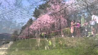 半木之道 2016-04-11 Sony z3