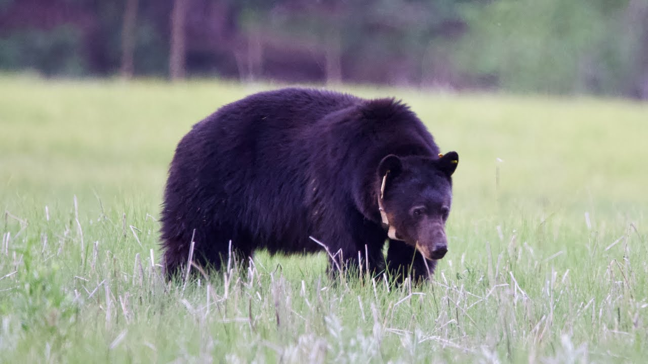 California Black Bear Encounter in Yosemite National Park 2021 YouTube
