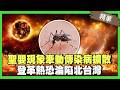 聖嬰現象牽動傳染病擴散！高溫造就孑孓最佳育嬰房！登革熱恐淪陷北台灣！【精華版】
