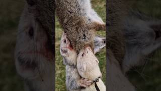 #hunting #ferreting #lurcher #rabbiting #rabbitingdog #huntinguk