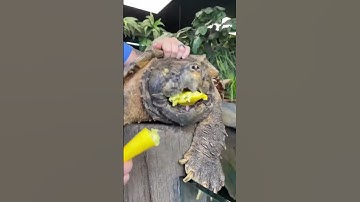 Caught by a Turtle? Do This, Not That! 😨