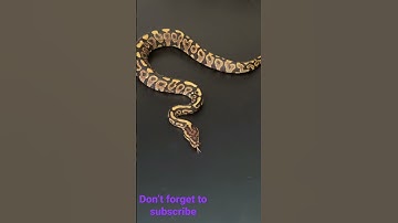 New snake pick up from Always Evolving Pythons