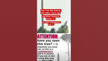 Lepidodendron Tree 💀 #lepidodendron #tree #dinosaurs #extinct #warning