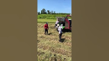 Bắt rắn, Bắt Chuột Đồng của người dân mùa gặt lúa