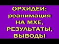 ТРИ месяца РЕАНИМАЦИИ орхидей НА МХЕ в тепличке:РЕЗУЛЬТАТЫ,выводы.