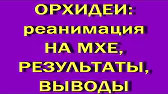 Орхидеи,узамба́рские фиалки,Самара🌺