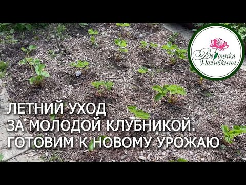 Клубника.  Хороший уход летом - залог будущего урожая