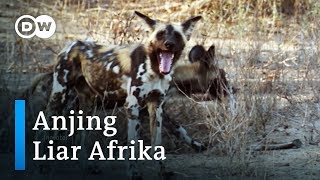 Zimbabwe Selamatkan Anjing Liar Afrika dari Kepunahan