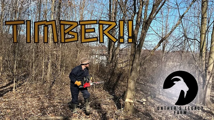 Cutting Down Trees for Firewood and Clearing Land