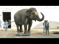 20181104 体重測定 ズゼ みどり