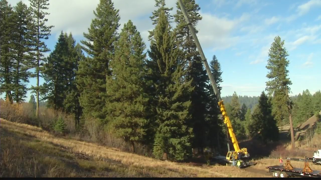Nation’s Christmas Tree cut down in McCall YouTube