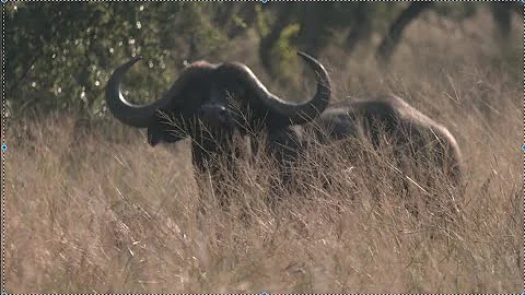 Buffalo Hunt with Sniper Africa Intro Teazer