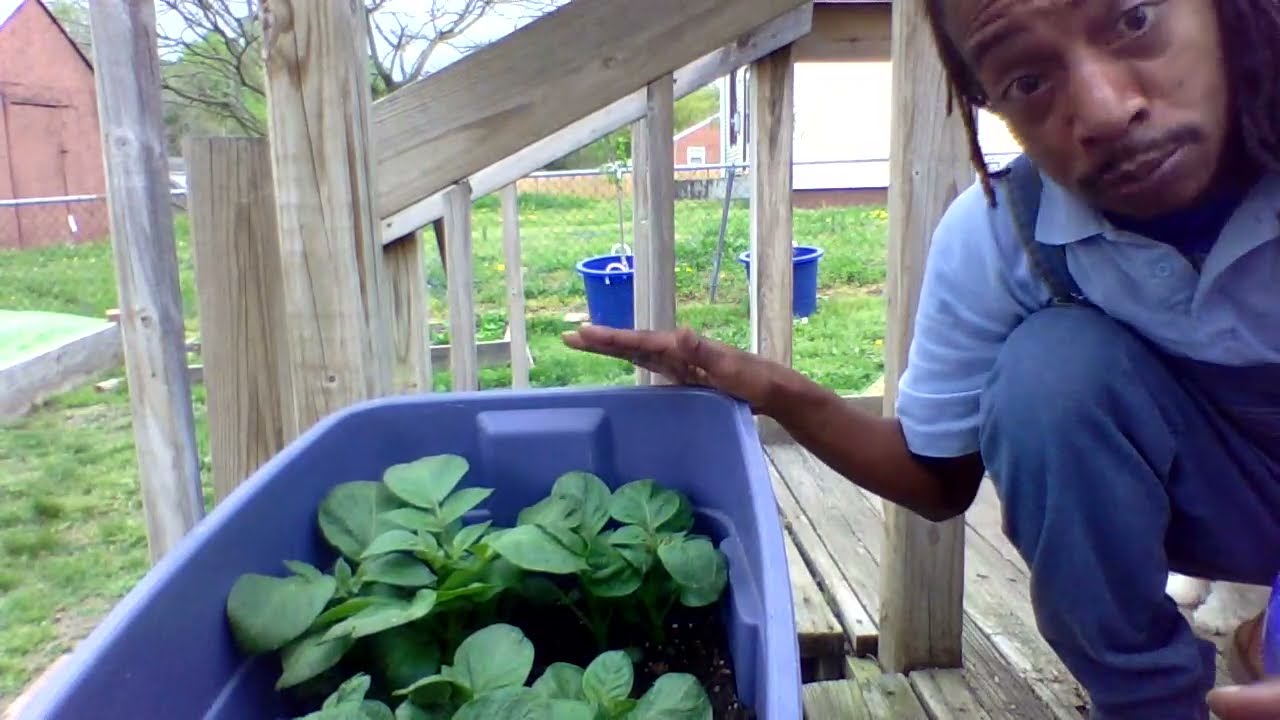 HOW TO GROW POTATOES IN A CONTAINER? When To Add More Soil? Grow from your store bought potatoes