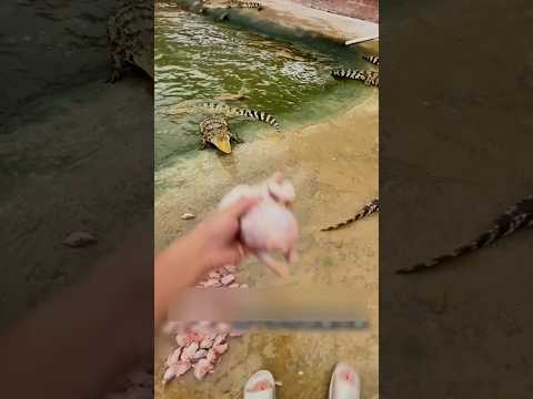 Вот как кормят аллигаторов в Китае #животные #аллигаторы #китай #animals #zoo #shorts