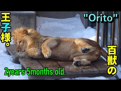 【daysold】ライオンのオリトくん2年5月齢④c【百獣の王子様。】Orito Lion 2years 5months old.