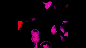 Pilot Pirx - Banana Split