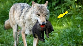 Волк принёс в стаю щенка собаки. Что произошло дальше шокировало всех!