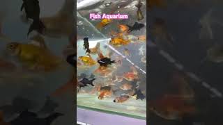 Fish Aquarium sa pet shop