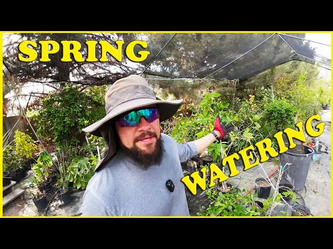 Watering Plants in The Spring