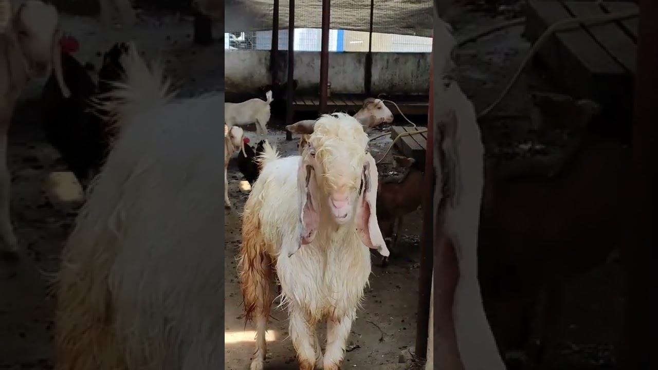 Pink..Tar Gulabi..Hansa breeder..60 kg+..6 daant..garam