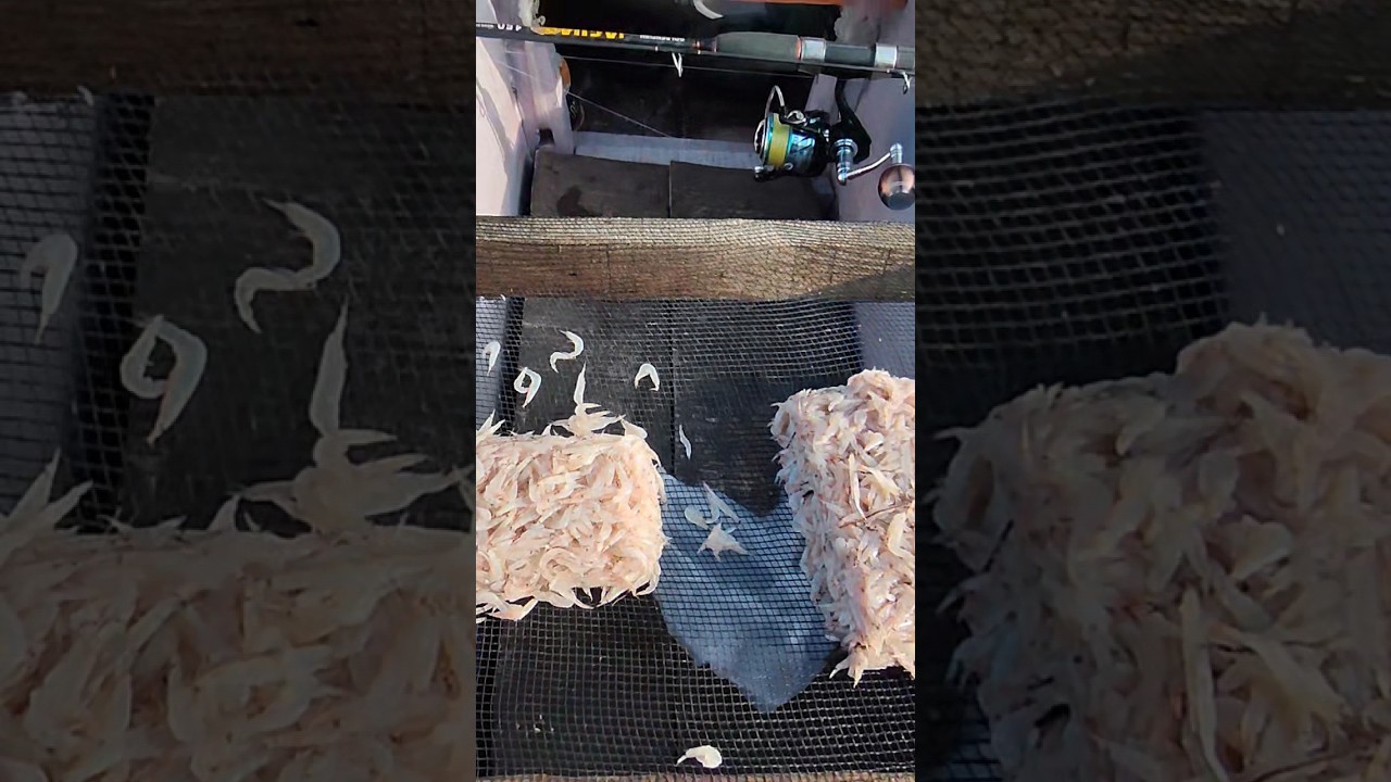 UMPAN JITU MANCING PINGGIRAN, UDANG REBON ATAU DI DAERAH KAMI NAMANYA LAMALE😊 